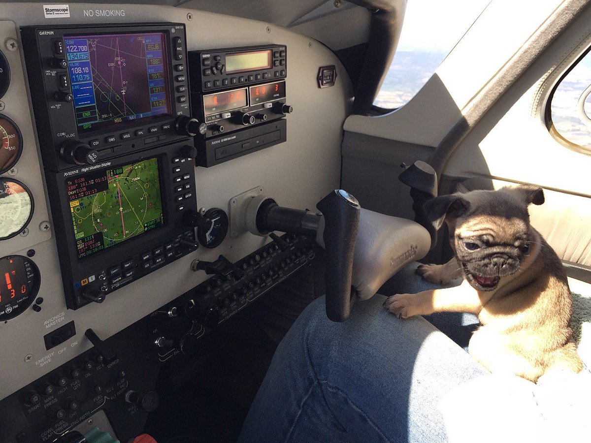pugs on airplanes