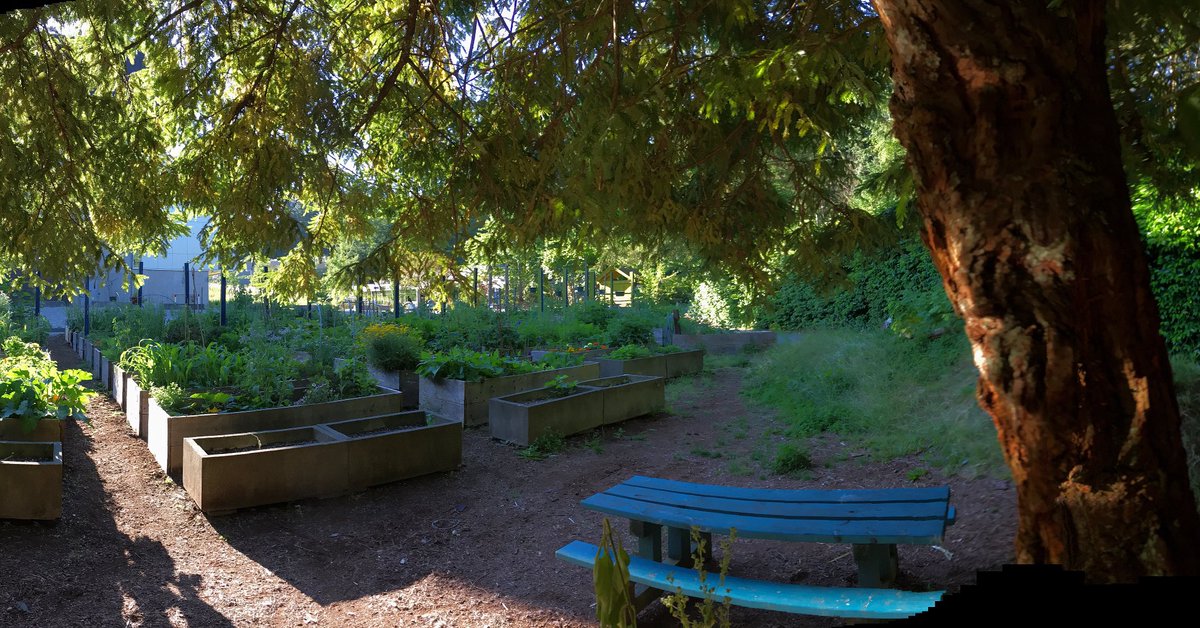 CapUITS's tweet photo. #capilanou community garden is looking pretty swell this morning ๐ฒ๐ฟ๐ป https://t.co/jlPT2SRyos