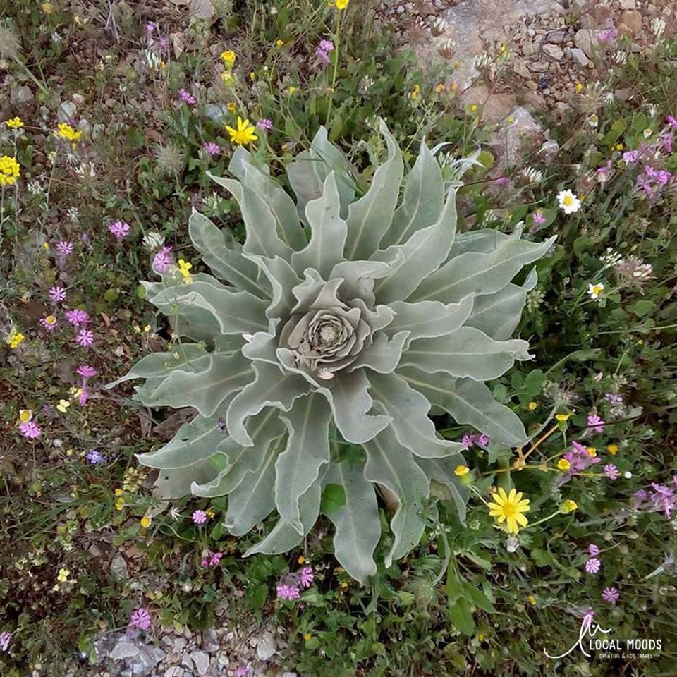 Local_Moods's tweet photo. Did you know that the flora of #Peloponnese has 2800 species of which 126 are endemic of the region? #visitpeloponnese #ecomood #localmoods https://t.co/PTKrTa7SWg