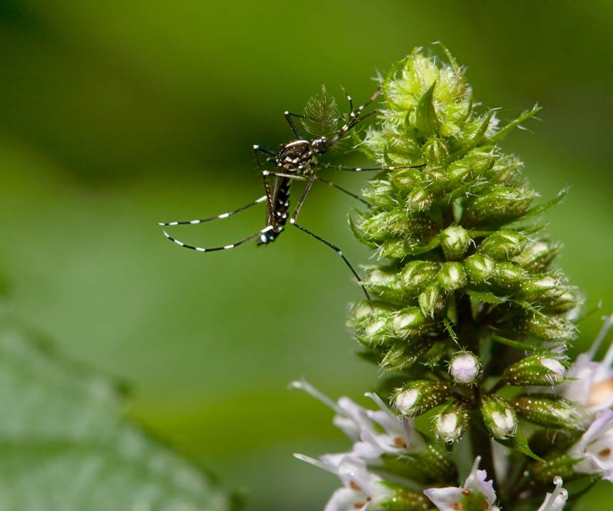 MrMosquitoATL's tweet photo. True or false? All mosquitoes bite...#GoodbyeMosquitoes #HelloYard https://t.co/xcObd6sVHX