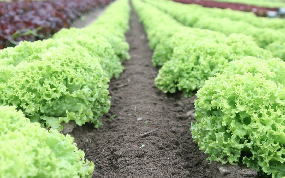Did you know: we hand plant, hand-harvest + play sound therapy to all our plants as they grow? #grownherefarms