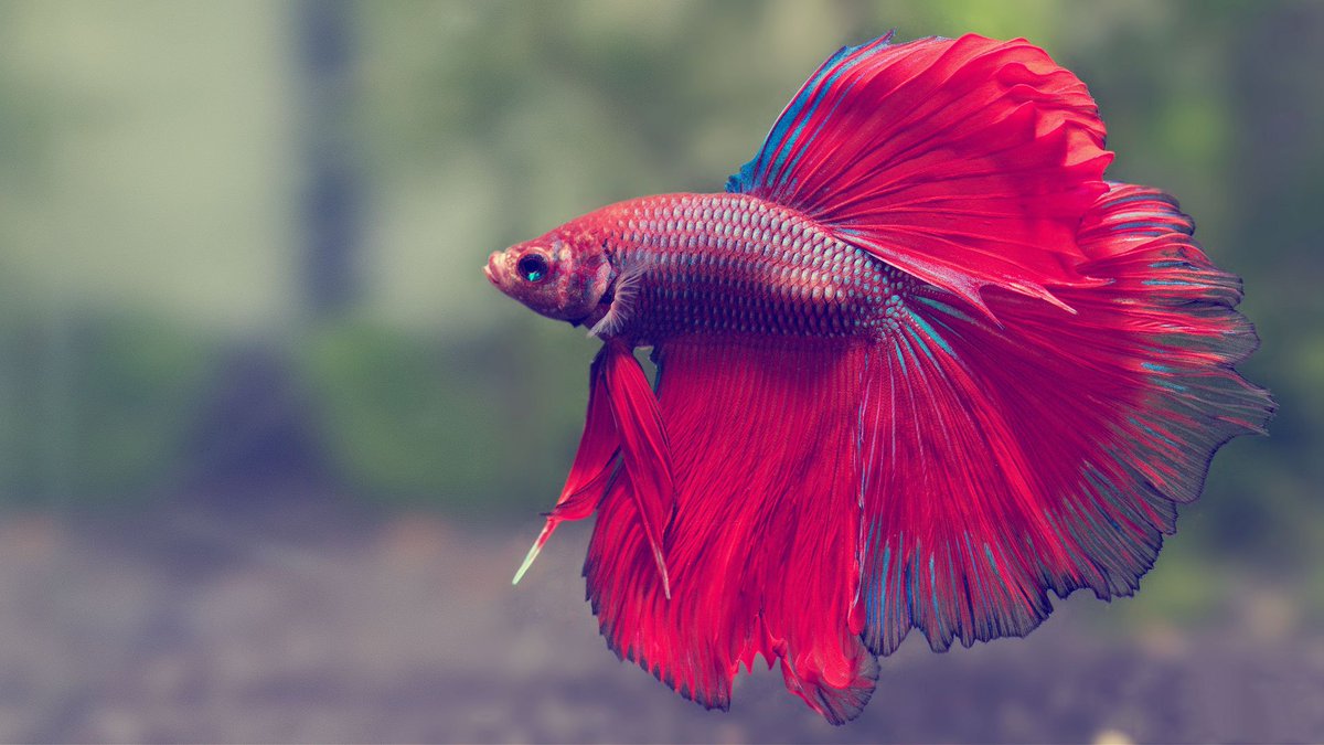 Betta Buddy on X