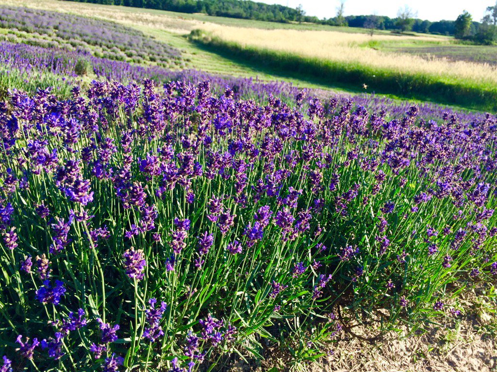 terralavanda's tweet photo. #Lavender still blooming @ #TerraLavanda #FirstLavenderFarmInNiagara #ThisIsMyCanada https://t.co/sKwvvDnuVy