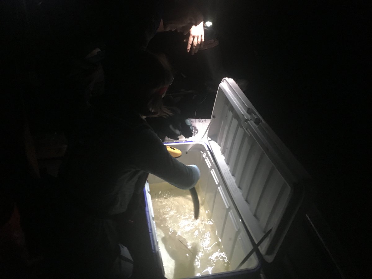 Aquaticsbrit's tweet photo. Checking for #PITTags in American Eel on the Ottawa River #fishingatnight https://t.co/ZhRJtRCVbD