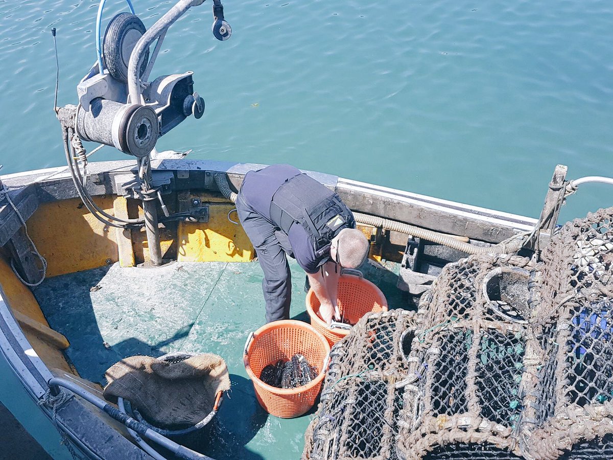 SouthernIFCA's tweet photo. Measuring Lobsters in Lyme Regis today! #LocalShellfish #Dorset #MLS #SustainableFishing #Inshore https://t.co/7wZD5D2xZ9