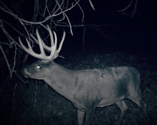 BoneView Official tweet media