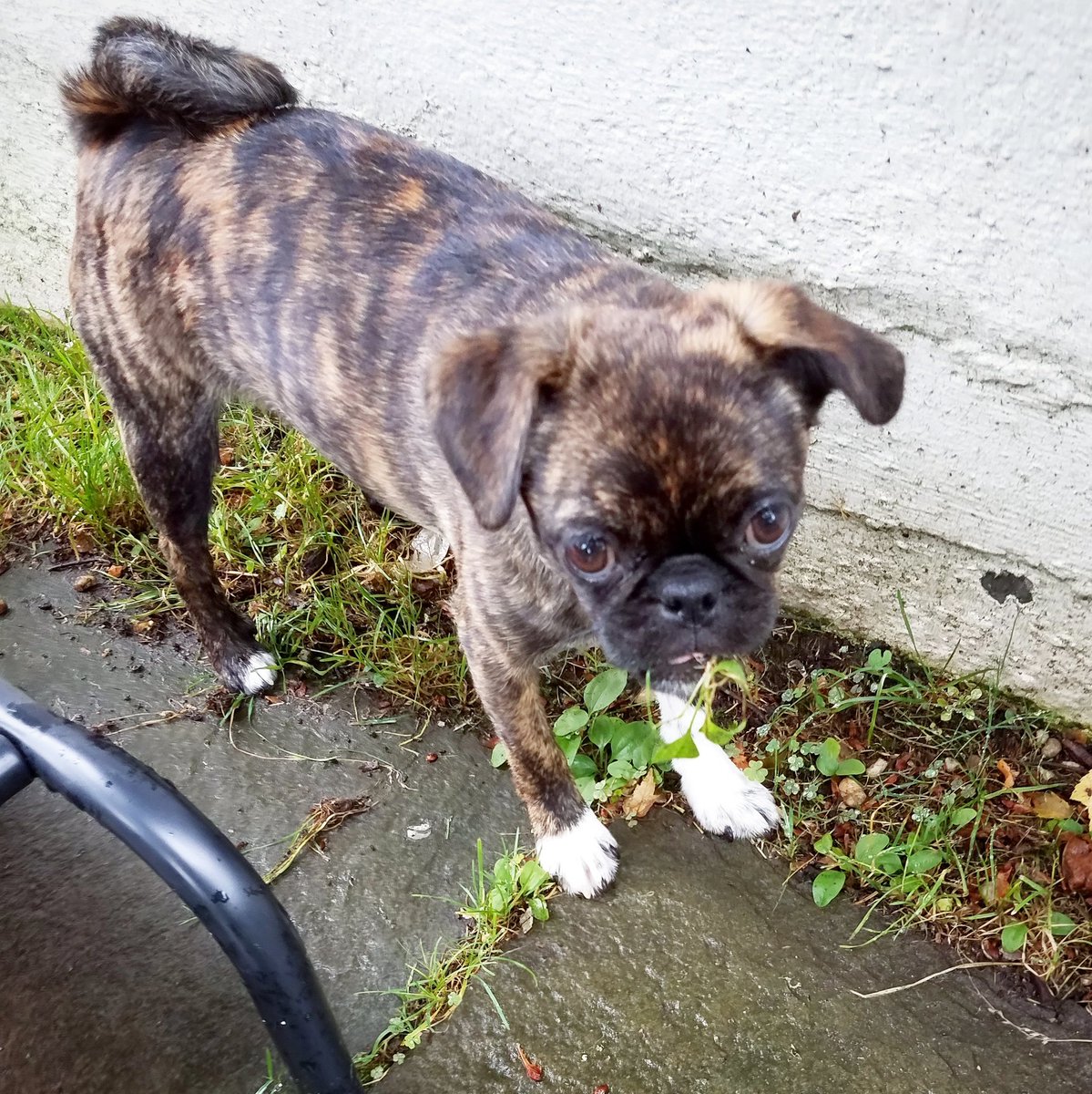 funaek's tweet photo. Always eating something outside. #monkeymonster #greensdiet https://t.co/I70bAMYLyr