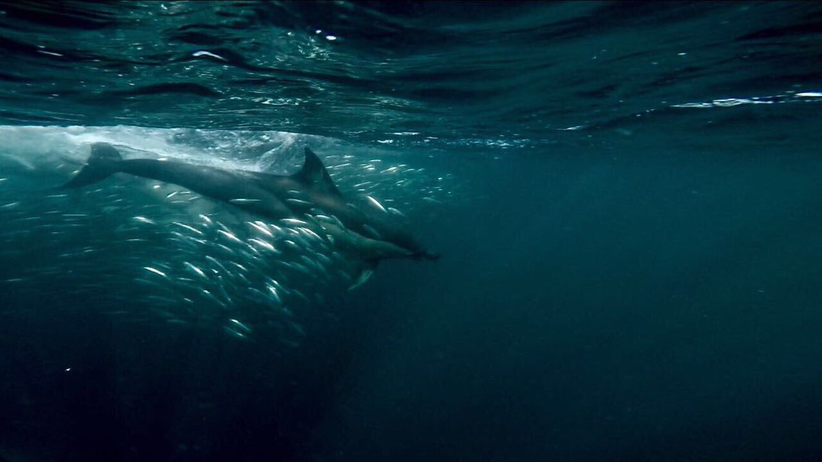 ScubaCoRSA's tweet photo. How epic are these shots#sardinerun2017 #uwpictures #liveyourdream #scubadiverslife #scubaco #scubadiving #dolphins #sardines #ilovemylife https://t.co/b3CmHveY4O