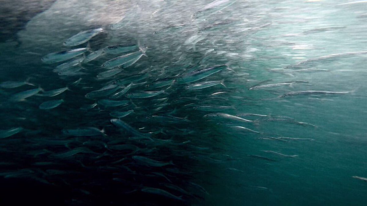 ScubaCoRSA's tweet photo. How epic are these shots#sardinerun2017 #uwpictures #liveyourdream #scubadiverslife #scubaco #scubadiving #dolphins #sardines #ilovemylife https://t.co/b3CmHveY4O