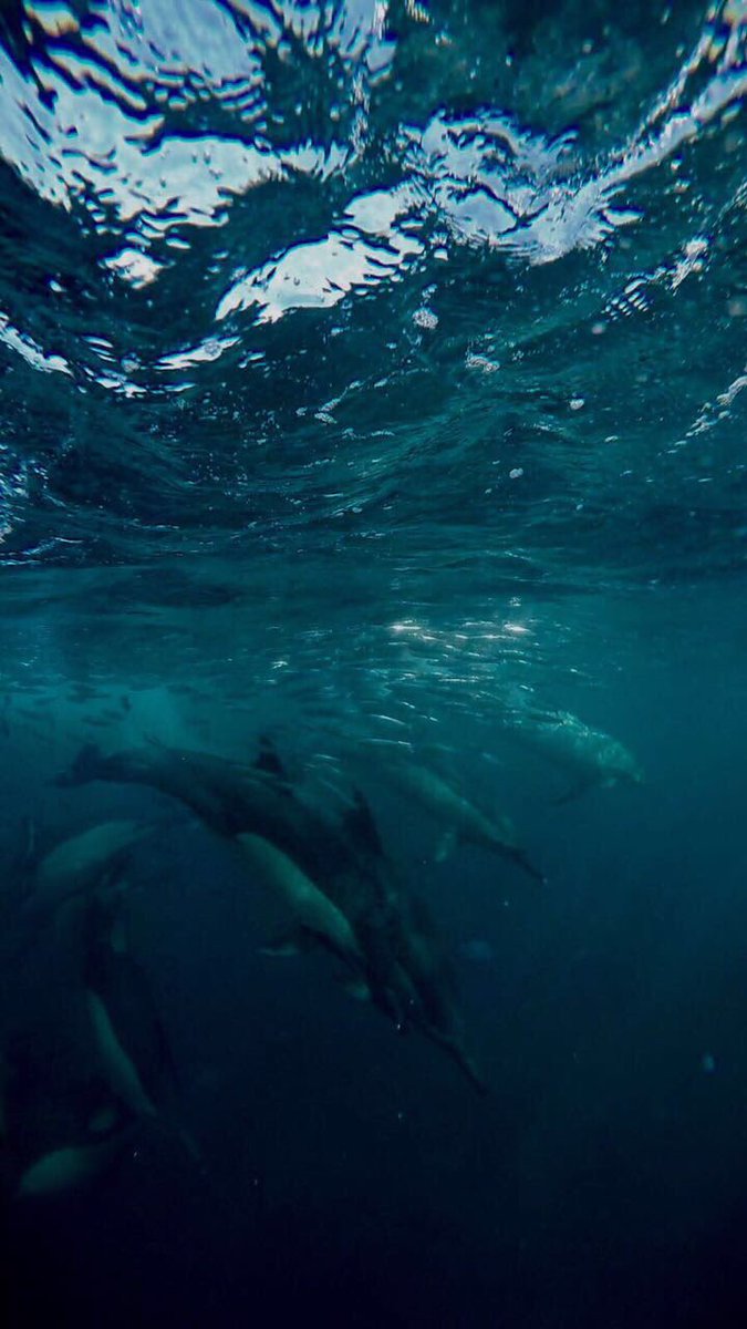 ScubaCoRSA's tweet photo. How epic are these shots#sardinerun2017 #uwpictures #liveyourdream #scubadiverslife #scubaco #scubadiving #dolphins #sardines #ilovemylife https://t.co/b3CmHveY4O