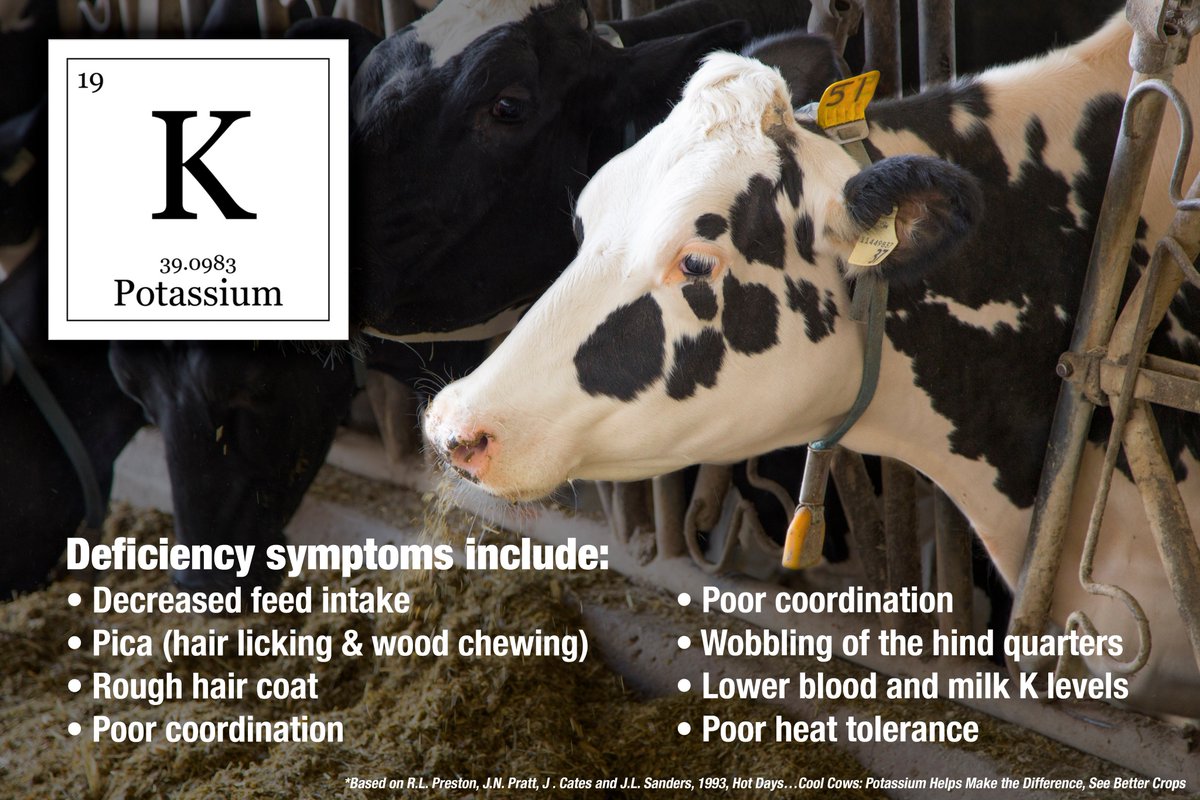 Jaylor On Twitter Cows Sweat Potassium You May Wish To Discuss Your Tmr K Levels With Your Nutritionist Becausenutritionmatters Https T Co 17dxqer3hs Https T Co Ikej6gf9tq