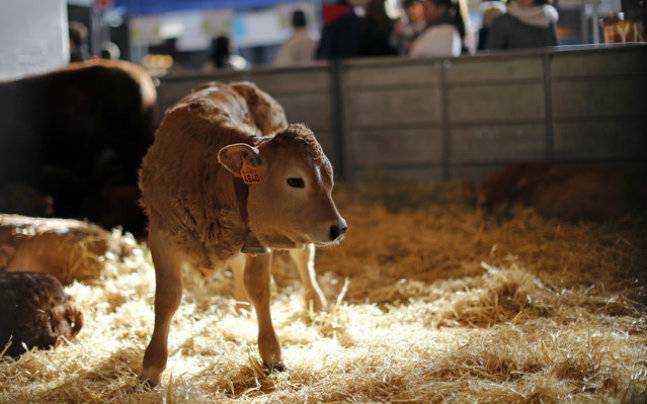 thewire_in's tweet image. Cow-related violence: 86% dead since 2010 are Muslim; 97% attacks reported after 2014 bit.ly/2s14clL