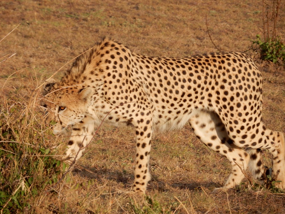 roxannebamboat's tweet photo. Ever Wondered what's different about a safari in Africa &amp; India ? Here's all you need to know - https://t.co/3OjmuVgsdv #thetinytaster https://t.co/EzrllVl4Qy