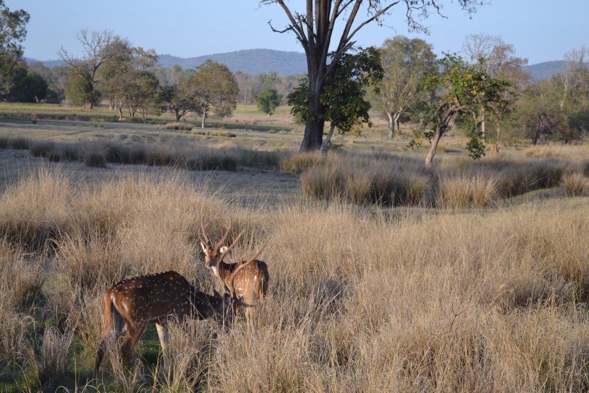 roxannebamboat's tweet photo. Ever Wondered what's different about a safari in Africa &amp; India ? Here's all you need to know - https://t.co/3OjmuVgsdv #thetinytaster https://t.co/EzrllVl4Qy