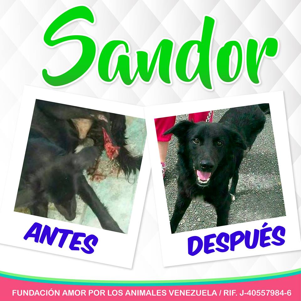 APLAVzla's tweet photo. Adopta a nuestro querido Sandor,  brindale una segunda oportunidad.  #AdoptaResponsablemente  #Aplav  #NoMasIndiferencia https://t.co/tYTtszs9mA