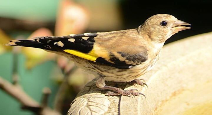 barry_woodhous7's tweet photo. Juvenile goldfinch #digscoping @celestronuk @JohnCelestron Nikon D3300 18-55 lens celestron regal M2 80eD telescope https://t.co/LbIBoh9Vg2