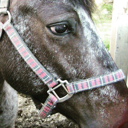 Honest Horsemanship tweet media