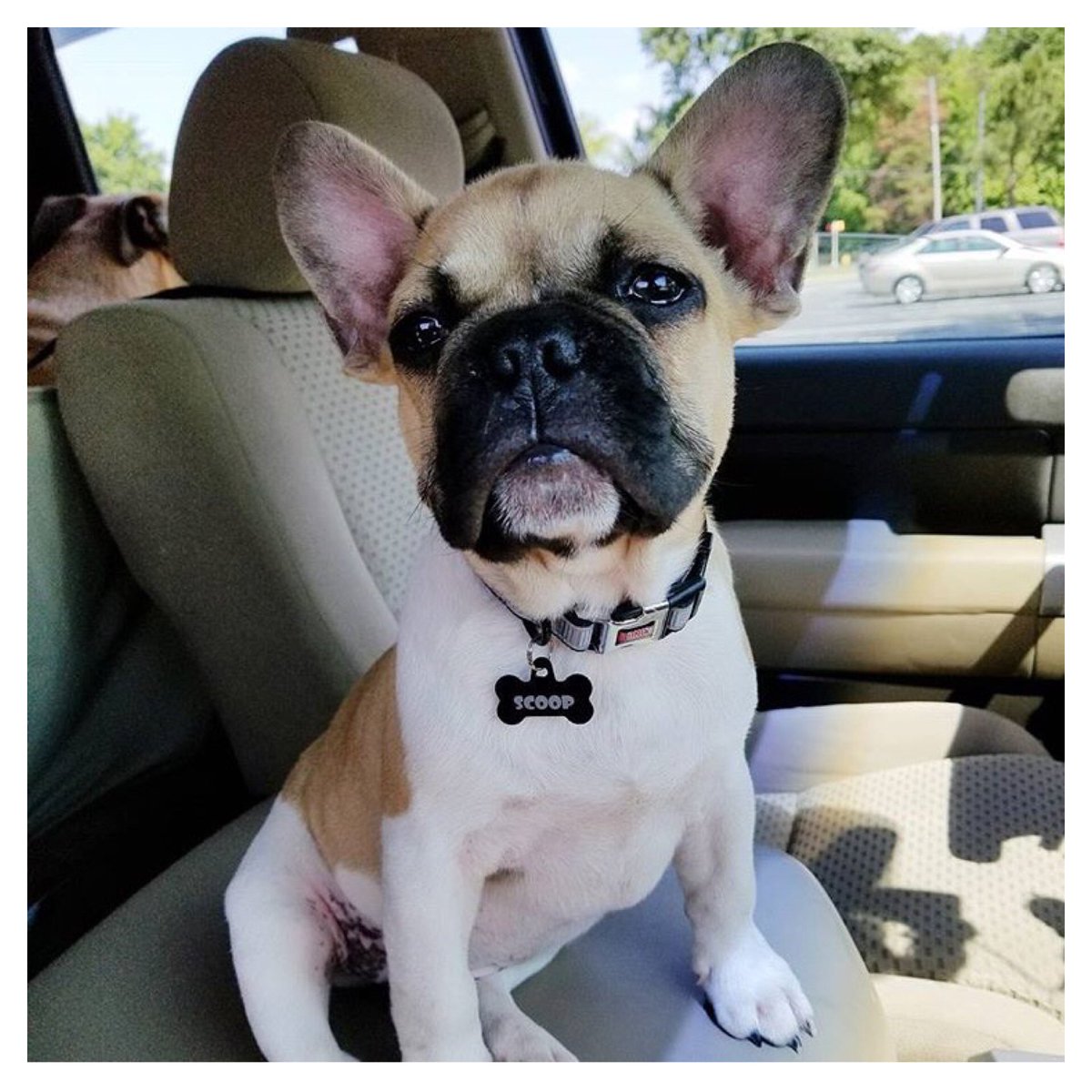 dogsincharlotte's tweet photo. I call shotgun! • [🐶: Scoop] https://t.co/P3VXJKVJvk