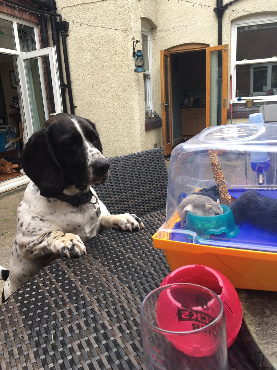 HarrisKeri's tweet photo. Giving the hamster some fresh air, Eddy #springbatt very intrigued. @NZAlis77 @JoleeMockler https://t.co/XzRr4XwLIg