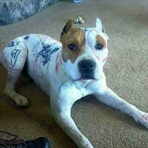 JalousesNousNon's tweet image. INT-18
Une enfant de 5 ans a été laissée seule avec un pitbull, dans une chambre
la photo du drame est à la limite du supportable...