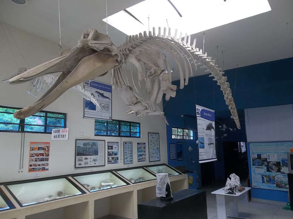 Museodata's tweet photo. Encuentra el Museu do Mar #SaoPaulo #Brasil en el #DirectorioDeMuseos del portal @Museodata: https://t.co/ZPPnric76j #Museus #Museos https://t.co/ywWuKxorlC