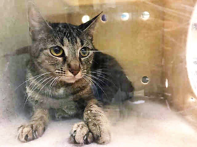 JUST ADDED! YODEL - A1117501 
Follow me here for updates and status: nyccats.urgentpodr.org/yodel-a1117501/