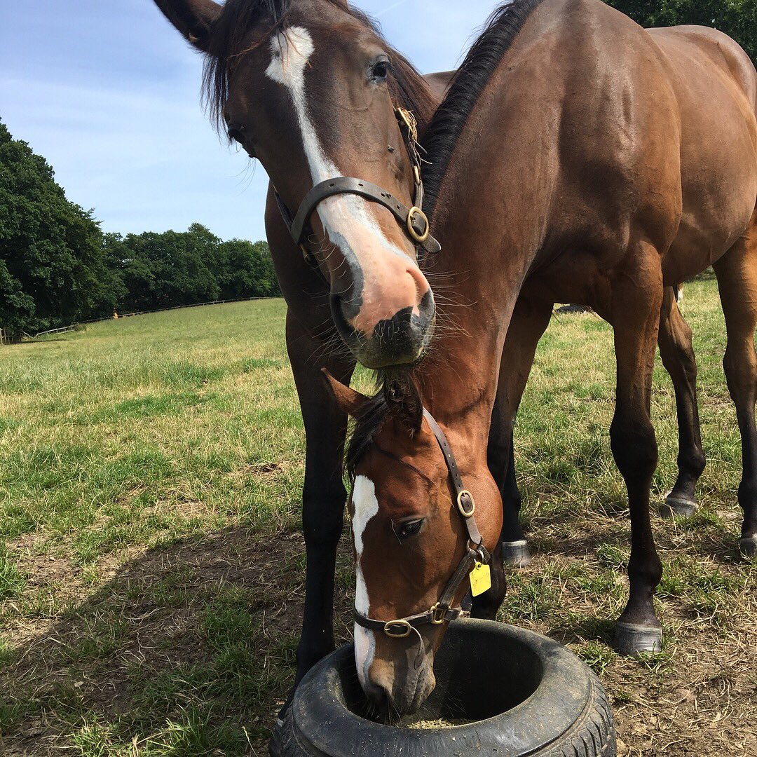 YorkStutteri's tweet photo. A few of our yearling fillies enjoying their feed. Soon time for "prep" #yorkstud https://t.co/WTaRuZQ5ly