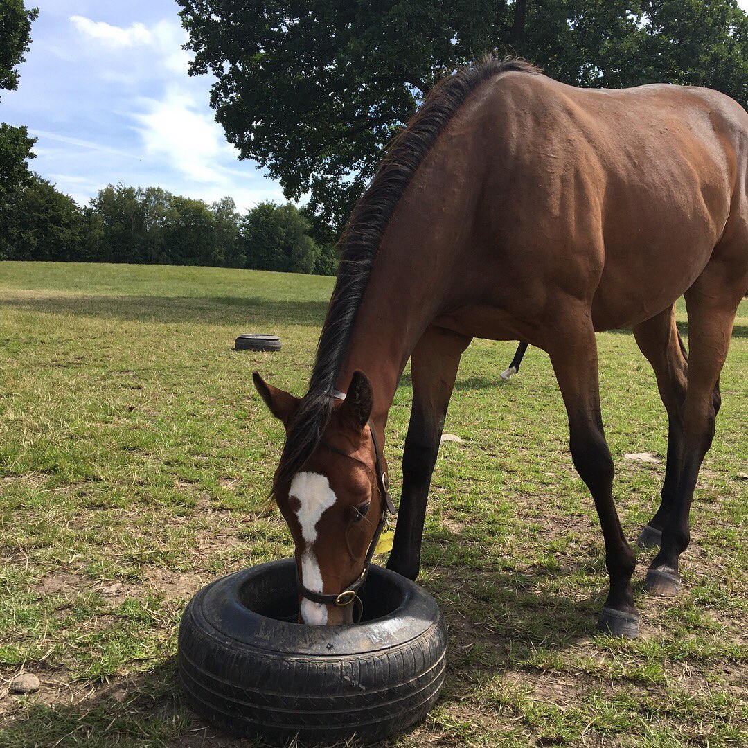 YorkStutteri's tweet photo. A few of our yearling fillies enjoying their feed. Soon time for "prep" #yorkstud https://t.co/WTaRuZQ5ly