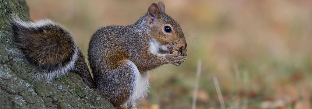 AnimalCharityEv's tweet photo. Animal Ethics shares their thoughts on why sentience should be the determining factor for moral consideration.  https://t.co/pojWTYeE6u https://t.co/hKf2gSbnQF