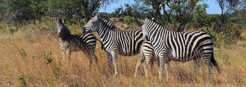 AnimalCharityEv's tweet photo. Animal Ethics shares their thoughts on why sentience should be the determining factor for moral consideration.  https://t.co/pojWTYeE6u https://t.co/hKf2gSbnQF