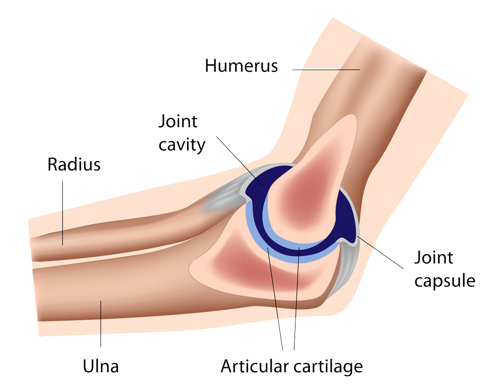 jervisyaumd's tweet photo. Dr. Yau typically performs minimally invasive #distalbicepsrepair through a small horizontal incision https://t.co/lm3JzmJvZ1 https://t.co/Asc05E3kNK