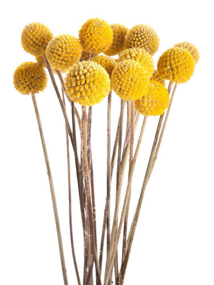 anythingrustic1's tweet photo. Picked up some bundles of billy buttons. They'll be for sale in our space 31 @junkinthetrunkvintagemarket 
#anythingrustic #libertystation https://t.co/PwzMwK4oeb