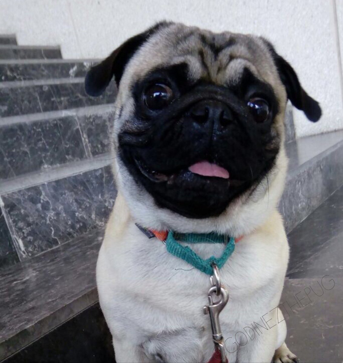 GodinezThePug's tweet photo. #SeMeHaceTardePara el #juebebes #ConTodaLaActitudAndamos #GodínezThePug #GLui #pugstyle #puglove #puglife #pugmoments #guapeandoando✌ https://t.co/w4ChAqxQ2S