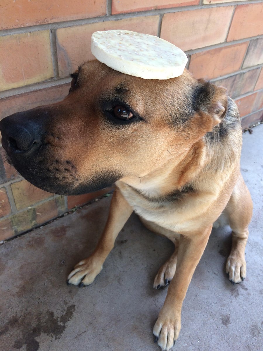 jacksonsoapco's tweet photo. Soapdog likes to do #tricks with the extras we make for ourselves! She is so very #talented! Proud to be a #parentdog! https://t.co/uw7kdfs4Ii