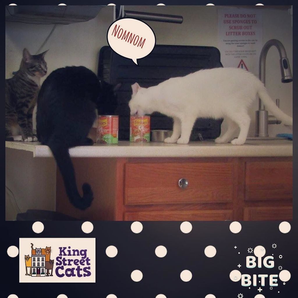 kingstreetcats's tweet photo. Sometimes our cats can't wait for dinner time! #kingstreetcats #adoptdontshop #adoptable #catsofinstagram #dinnert… https://t.co/1Uej1b7qPs https://t.co/e0IZ9gJP8H