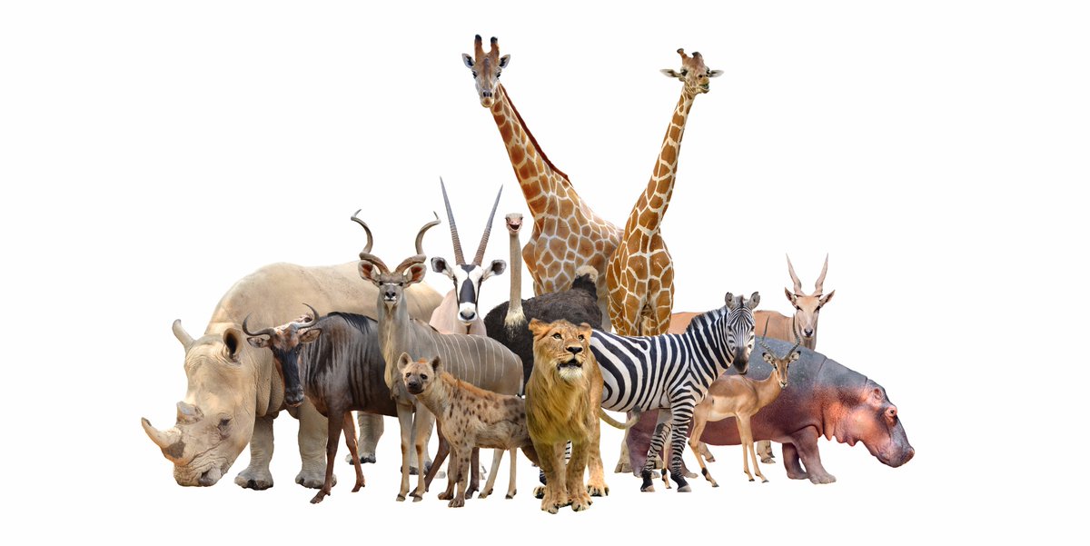 getcleverpet's tweet photo. Do you know of an animal (not a dog or cat!) who could use some mental engagement? Apply now to get them a FREE Hub: https://t.co/2p9HKqBYH7 https://t.co/hngfBIj851