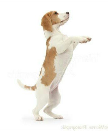 iambeingkunal's tweet image. Close enough 🤣😂🤣😂

#ModiInIsrael 
#ModiIsraelVisit 
#IndiaIsraelFriendship 
#NetanyahuSpeaksToArnab