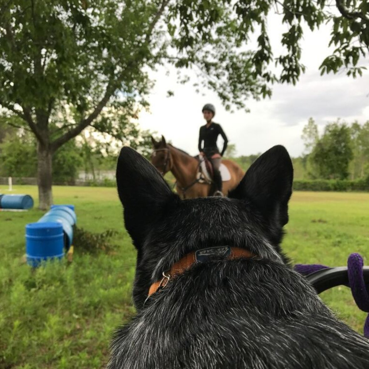 eventingnation's tweet photo. #DogsOfEN: Parade of Pups - https://t.co/LsnUYv34o3 https://t.co/K8BJBgJRwC