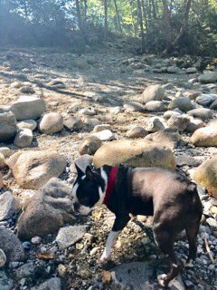 rubythebt's tweet image. At the park before it gets too hot. Next up - frozen pb kong. It's a dog's life. #NorthVan #interriverpark