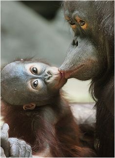 ChimpKeyboard's tweet photo. #InternationalKissingDay MUAH!

#ChimpKey   #Fun https://t.co/gZZ0Hd4RZu