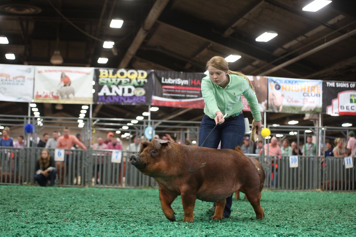 NationalSwine's tweet photo. Khyleigh North, Ind., drove the Champion Duroc Gilt at the #NJSS17! Results from the Duroc Show can be viewed at https://t.co/ejQYGycli2. https://t.co/y0K2jXNOag