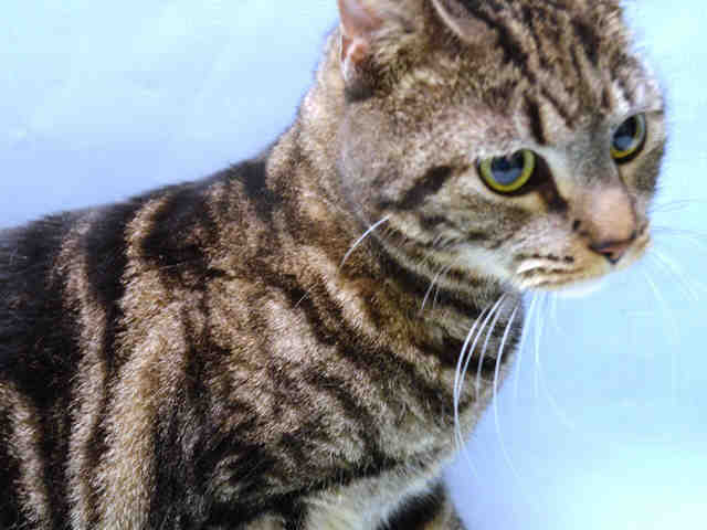 JUST ADDED! PENELOPE - A0874093 
Follow me here for updates and status: nyccats.urgentpodr.org/penelope-a0874…