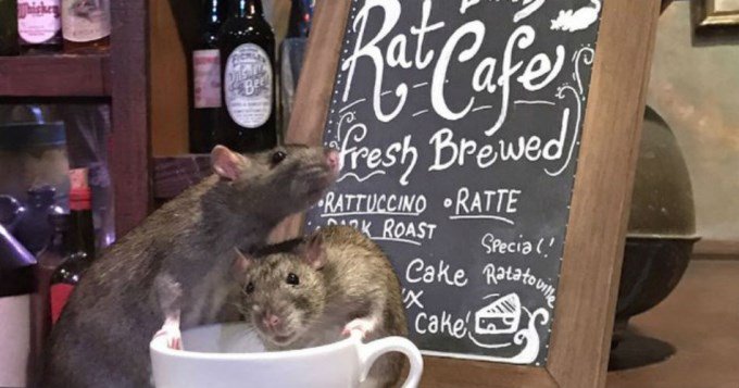 Cronica_ok's tweet photo. Un bar lleno de ratas es furor en Estados Unidos https://t.co/odvcCkQMhH #YsíAsíSon #RatatouilleExiste #QueRatas #NadieLeDejaPropinaAlMozo? https://t.co/laXIdG66r0