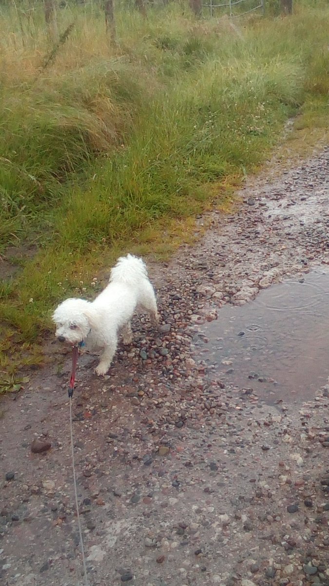 Milo got a bit dirty in the rain, dirty dogs are happy dogs @RuffWear_UK <a href="/LakeDistrictUK/">LakeDistrict Holiday</a> @MillomMNC  <a href="/buddy_pen/">The Pen Buddy</a>