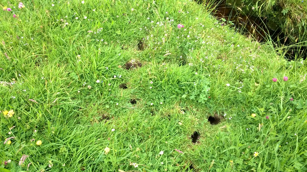 CE_Pea's tweet photo. Found some classic water vole burrows in the hay meadows in Teesdale today #PAASvy https://t.co/DwAmWYhPGv