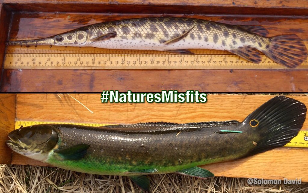 SolomonRDavid's tweet photo. Grouping Silver Carp with Spotted Gar &amp; Bowfin also perpetuates idea that all are invasive/trash fish 👎 https://t.co/0Y20gL7UVa