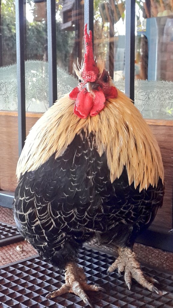 SLReflects's tweet image. A handsome #rooster 
#earlybird