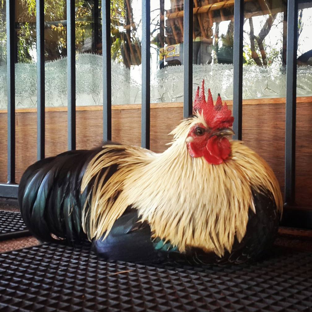SLReflects's tweet image. A handsome #rooster 
#earlybird