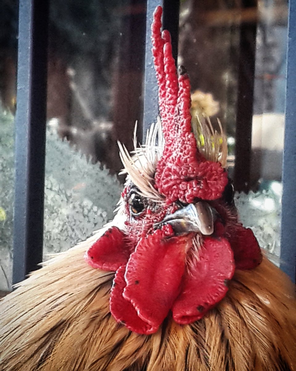 SLReflects's tweet image. A handsome #rooster 
#earlybird