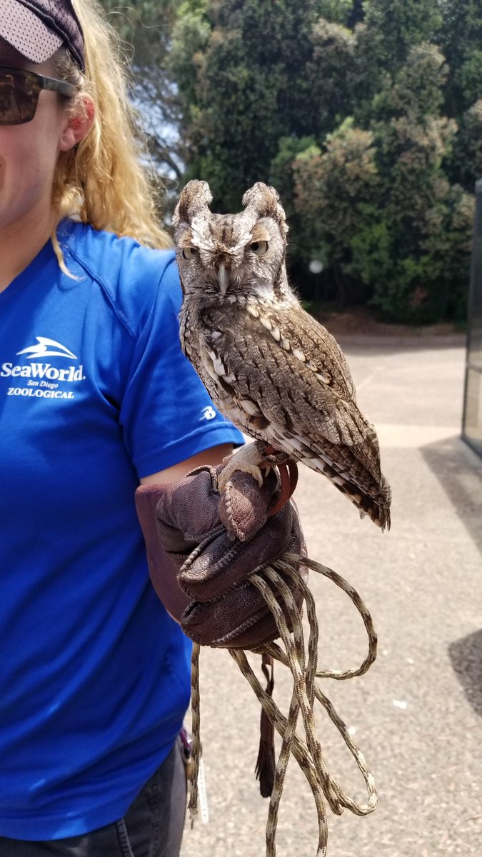 LetsPlayOC's tweet photo. Animal Encounters @seaworld San Diego #momsatseaworld #meetthedeep #visitsandiego hosted https://t.co/U3MMShHF2T
